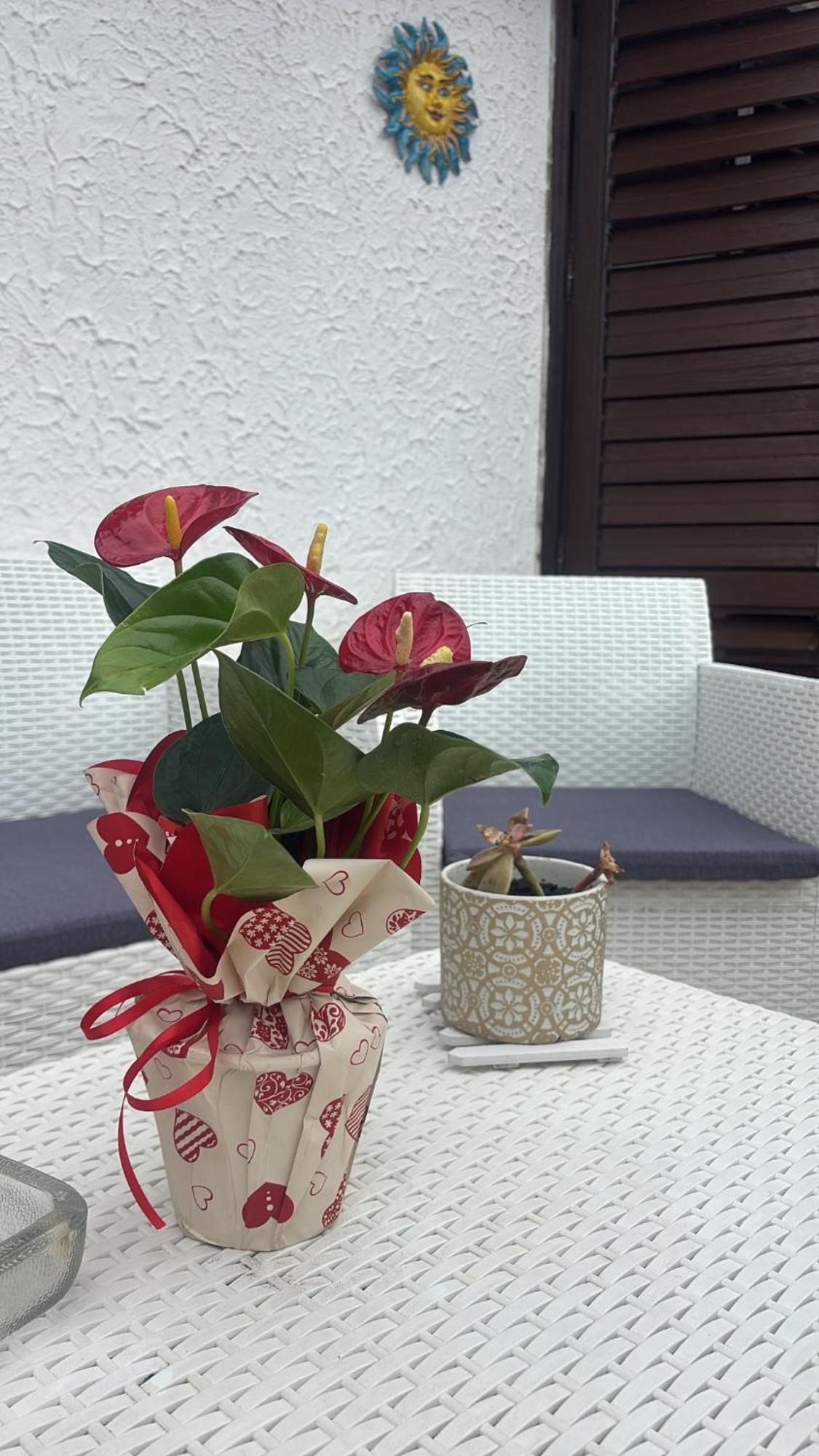 Appartamento Giardini Naxos Butterflies Home Schiso Esterno foto